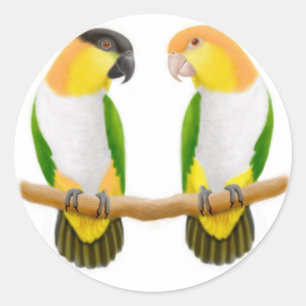 Autocollant Caique Parrot Love