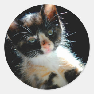 Autocollant Calico Kitten