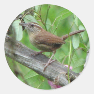Autocollant Carolina Wren