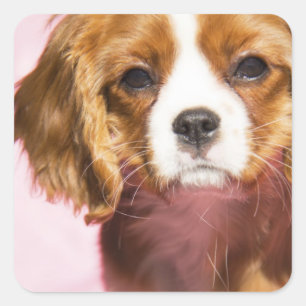 Autocollant carré chienne chiot Cavalier King Char