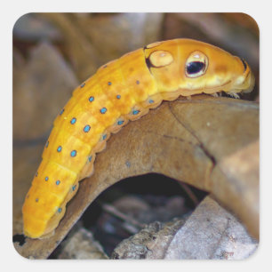 Autocollant carré de Caterpillar de machaon de