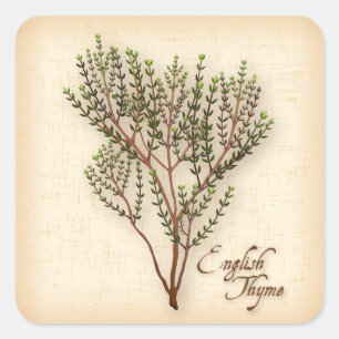 Autocollant Carré d'herbe de thym anglais