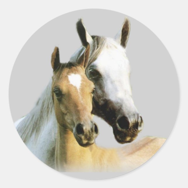 Autocollant Cheval Buddies (Devant)