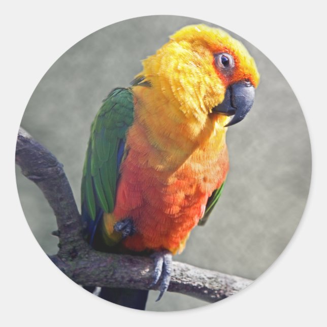 Autocollant Conure de Jenday (Devant)