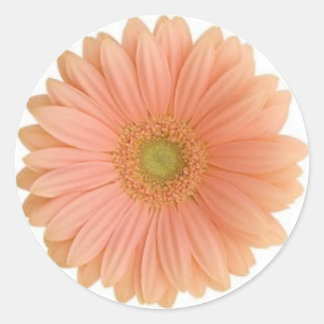 Autocollant Coral Gerbera Daisy