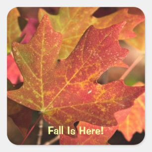 Autocollant : Couleurs d'automne (carré)