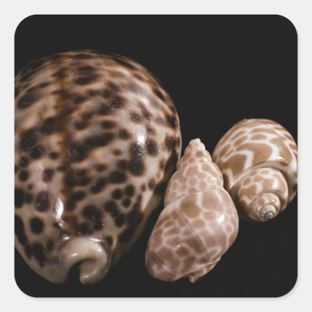 Autocollant Cowrie Cones (Devant)