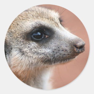 Autocollant curieux de Meerkat