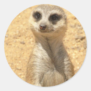 Autocollant Curieux Meerkat