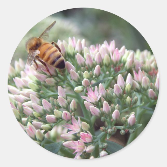 Autocollant d'abeille angélique (Devant)