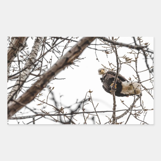 Autocollant d'aigle d'hiver (Devant)