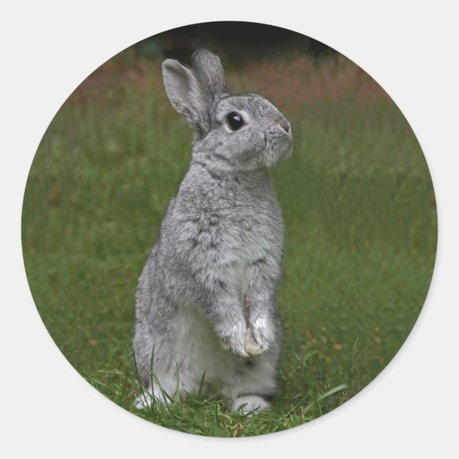 Autocollant de bébé lapin mignon (Devant)