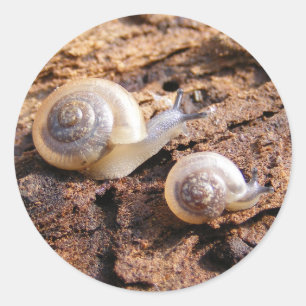 Autocollant de bébés escargot