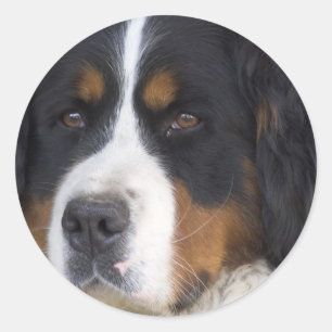 Autocollant de Berner Sennenhund