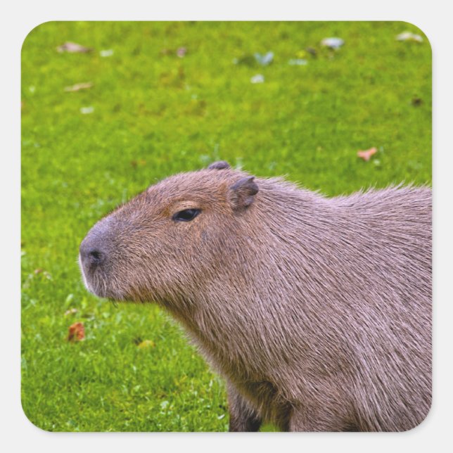 Autocollant de capybara (Devant)