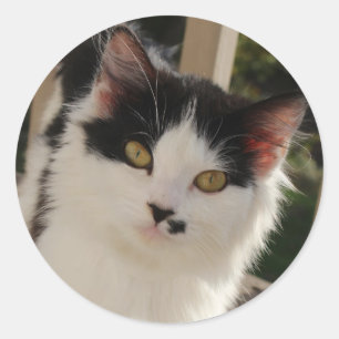 Autocollant de chaton