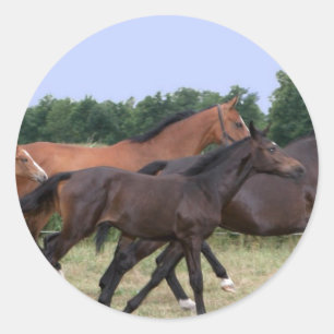 Autocollant de Chevaux sauvages