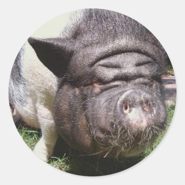 Autocollant de cochon de ventre (Devant)