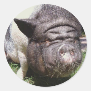 Autocollant de cochon de ventre