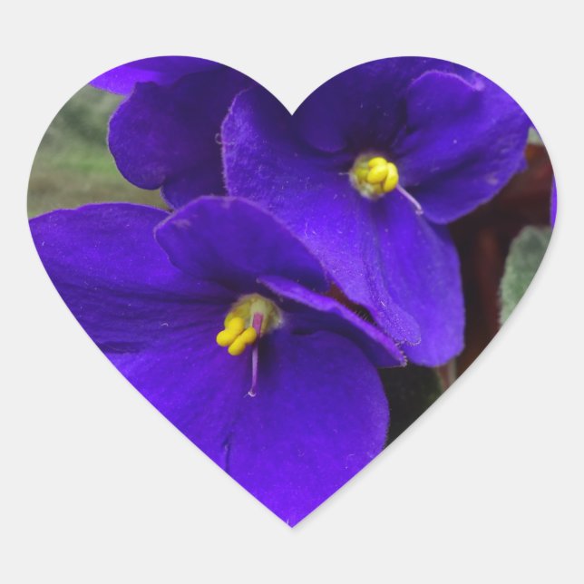 Autocollant de coeur de violette africaine (Devant)