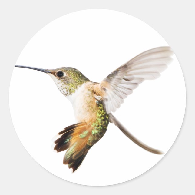 Autocollant de colibri d'Allen femelle (Devant)