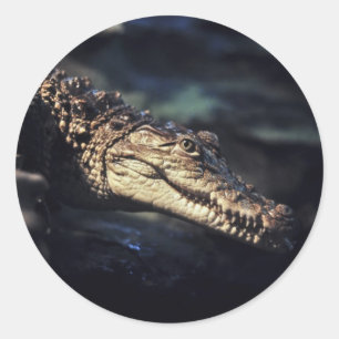 Autocollant de crocodile de caïman