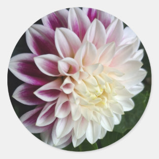 Autocollant de dahlia violet et blanc mariage bota