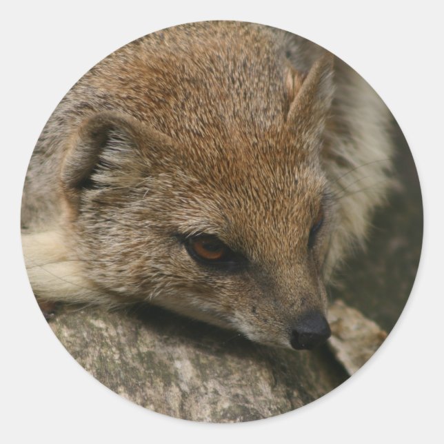 Autocollant de fermeture mongole (Devant)