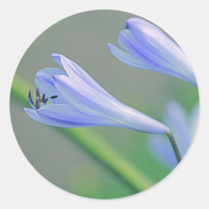 Autocollant de Fête de Mariage Fleur Violette Bleu