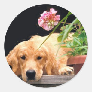 Autocollant de fleur de golden retriever