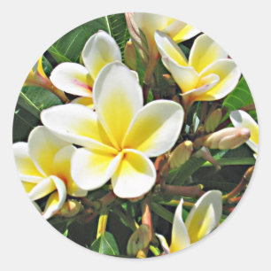 Autocollant de fleur de Plumeria