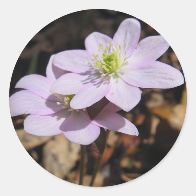 Autocollant de fleur sauvage de Lavendar (Devant)