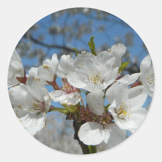 Autocollant de fleurs de cerisier (Devant)