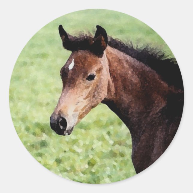 Autocollant de Foal Arabian (Devant)