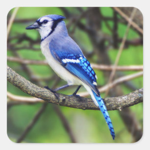 Autocollant de geai bleu