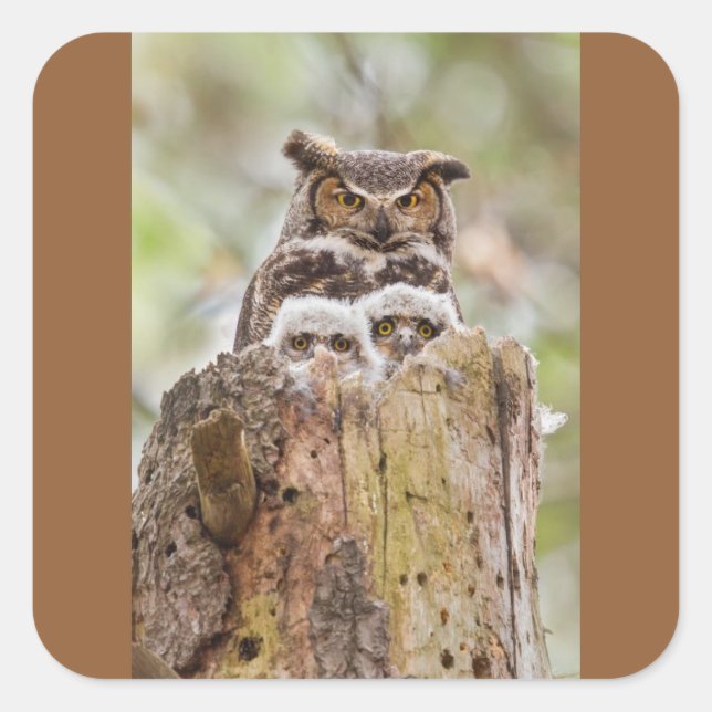 Autocollant de hibou (Devant)