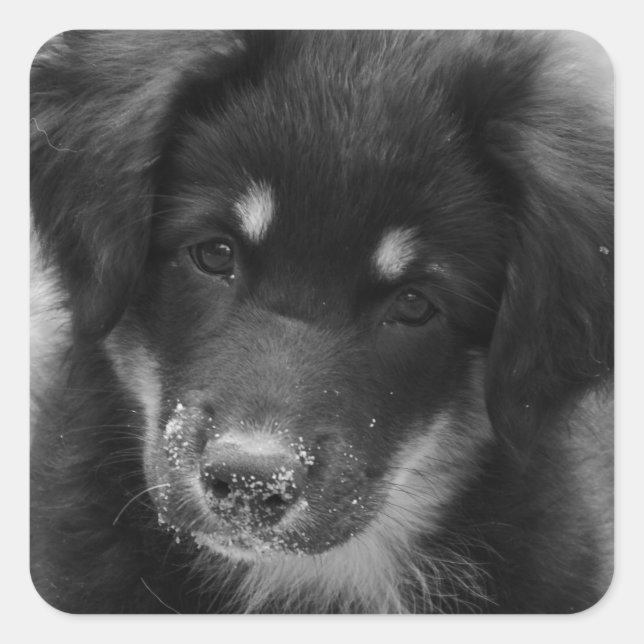 Autocollant de l'Australian Shepherd à nez sablé (Devant)