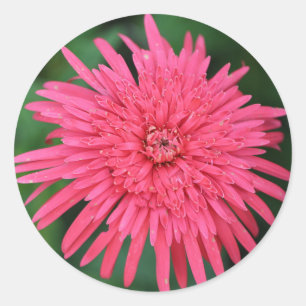 Autocollant de mariage fleur rouge corail magnifiq