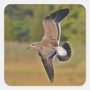 Autocollant de mouette de vol