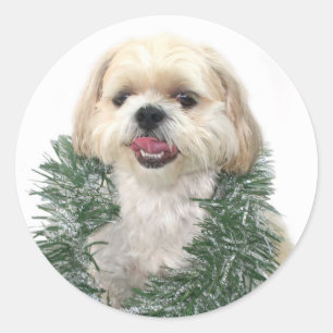Autocollant de Noël de Shih Tzu