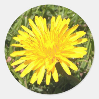 Autocollant de photo de la nature de la fleur de d