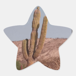 Autocollant de photographie de cactus