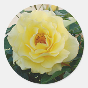 Autocollant de rose jaune