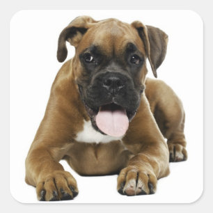 Autocollant de salutation Chien Boxer Puppy Love
