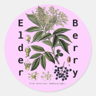Autocollant de Sambucus de baie de sureau