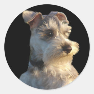 Autocollant de Schnauzer miniature