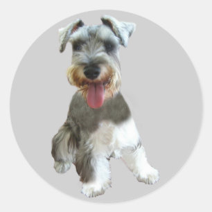 Autocollant de Schnauzer miniature
