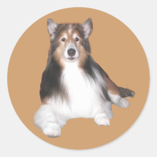 Autocollant de Sheltie