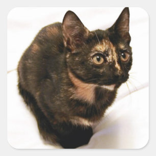 Autocollant de Tortitude