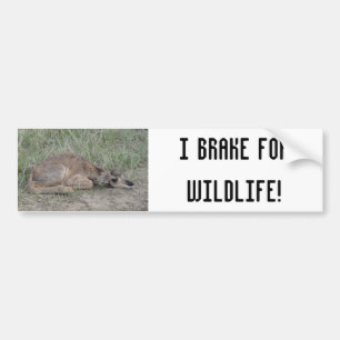 Autocollant De Voiture A6 Baby Pronghorn Antelope